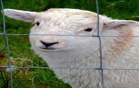 圈羊圍欄網