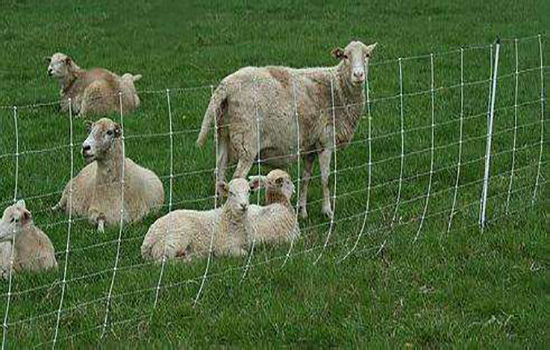 圈羊圍欄網